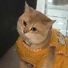 憨憨是只猫呢